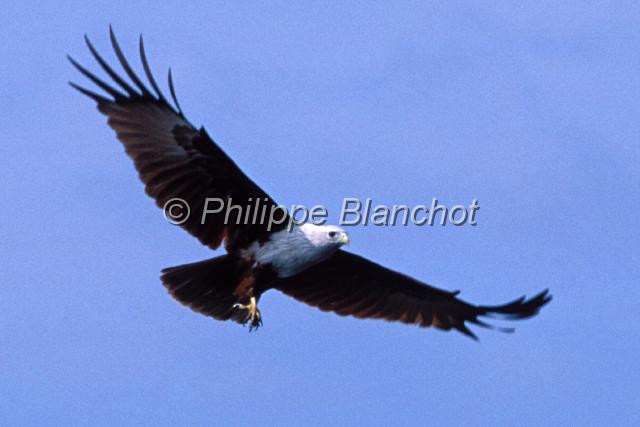 malaisie 26.JPG - Haliaeetus leucocephalusPygargue à tête blancheBald EagleIles LangkawiMalaisie